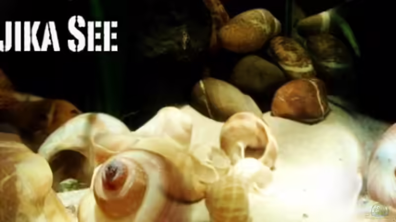 Aquarium Hauptansicht von kleine Barsche