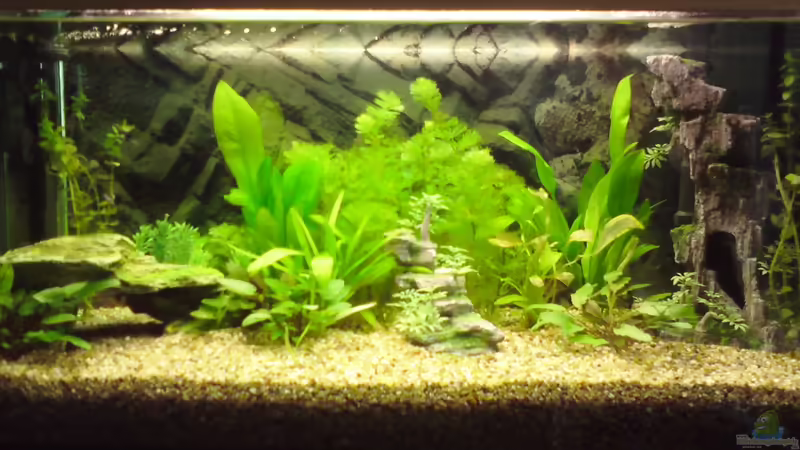 Aquarium Hauptansicht von Kleine Unterwasserwelt von derTony99 (1)
