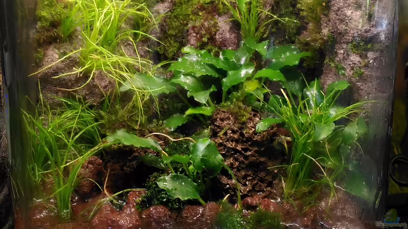 Aquarium Hauptansicht von Kleine Welt von Stephi (1)