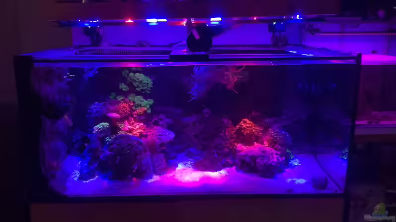 Aquarium Hauptansicht von kleiner Riff-Ausschnitt