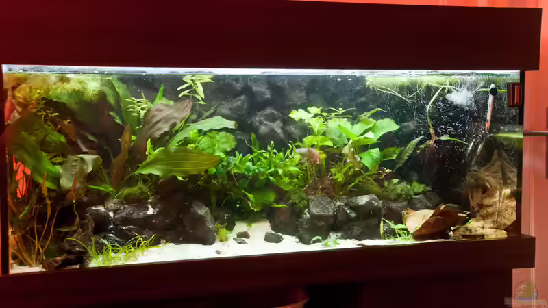 Aquarium Hauptansicht von Kleiner Urwald