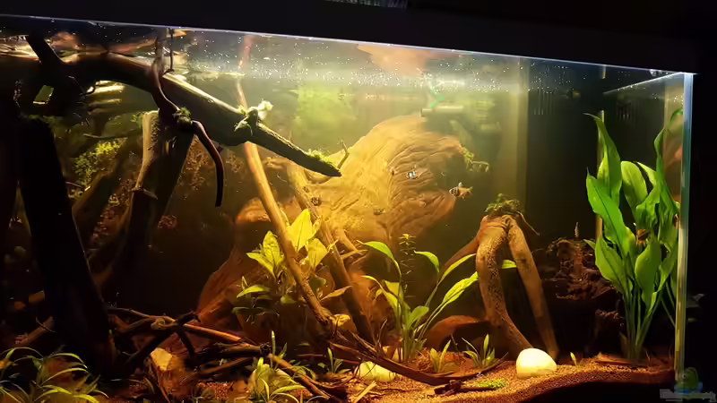 Aquarium Hauptansicht von Kleines Amazonas Biotop von Kevin Engelsberger (1)