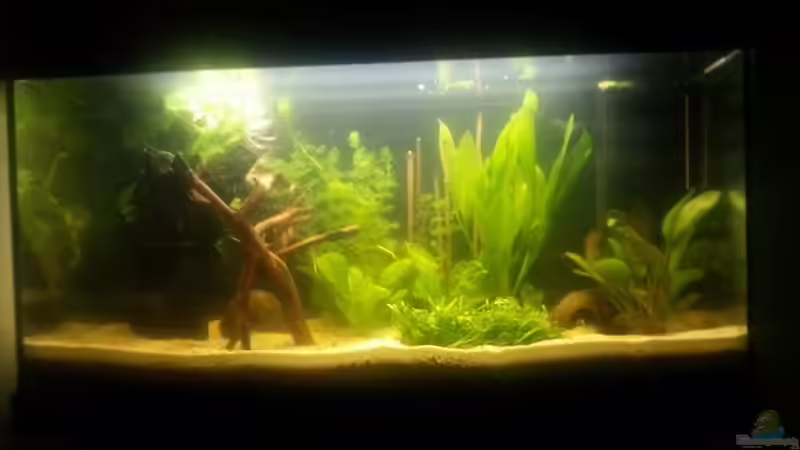 Aquarium Hauptansicht von Kleines Amazonasbecken