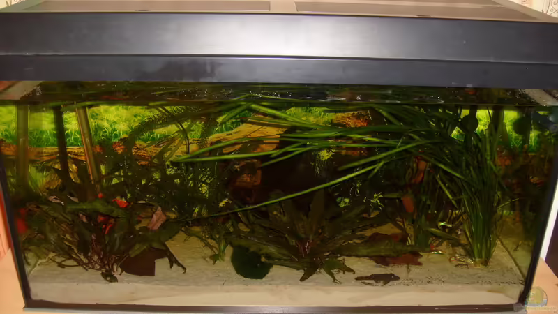 Aquarium Hauptansicht von kleines Gesellschaftsbecken von André Janssen (1)