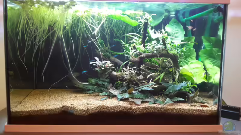 Aquarium Hauptansicht von Kleines Gesellschaftsbecken von rams (1)