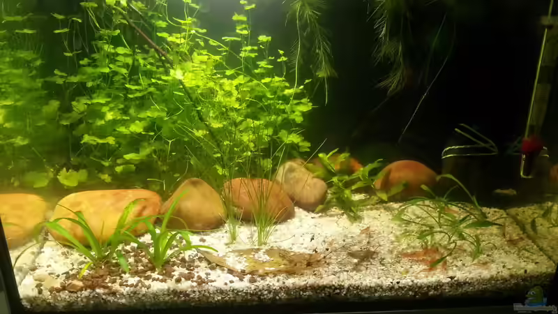 Aquarium Hauptansicht von kleines Kleeblatt