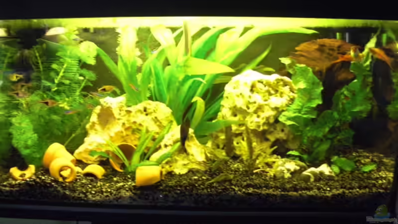 Aquarium Hauptansicht von kleines schwarzes von the pepper (1)