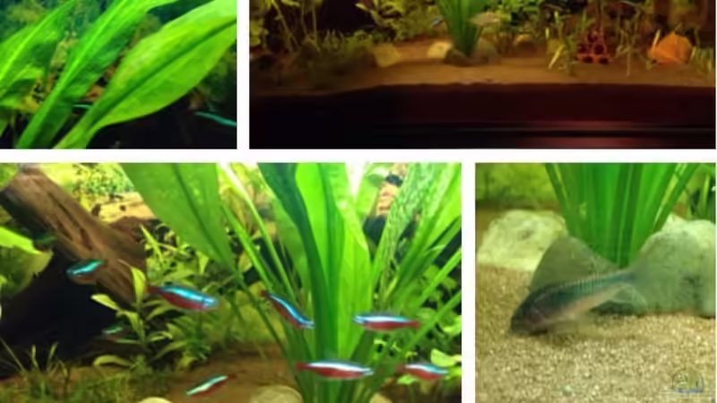 Aquarium Hauptansicht von Kleines Stück Südamerika von Enzio (1)