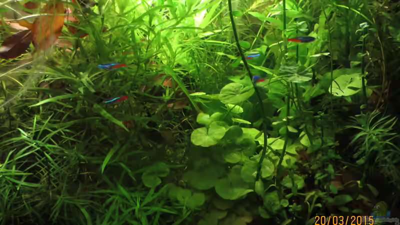 Aquarium Hauptansicht von Kleines Stück Südamerika von SimonHB (1)