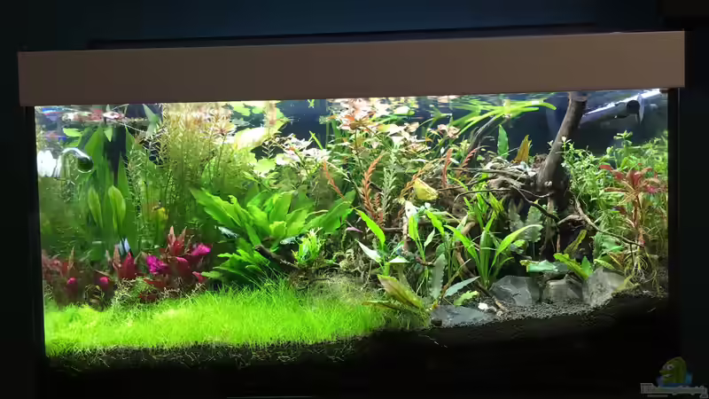 Aquarium Hauptansicht von kleines Südamerika von Jule (1)