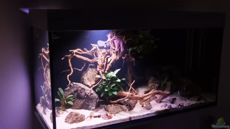 Aquarium Hauptansicht von Kongo River