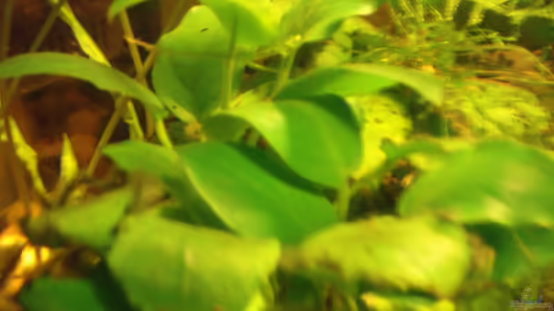 Aquarium Hauptansicht von Krabbelstube