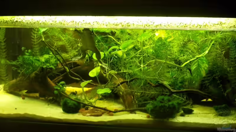 Aquarium Hauptansicht von Krallenfrösche. Etwas umgestaltet, inzwischen mit mehr Anubien. Fotos folgen. von JR (1)