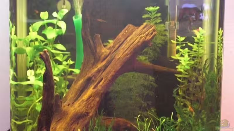 Aquarium Hauptansicht von KREBS -- WG von Malawi TOM (1)