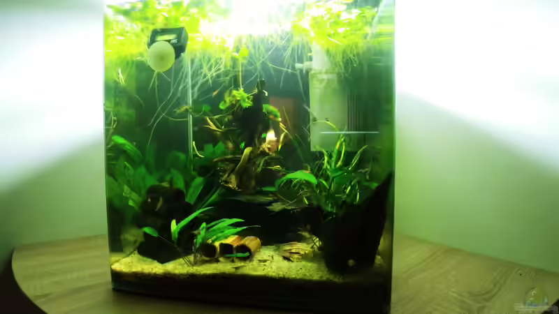 Aquarium Hauptansicht von Krebs und Garnelen becken von Hannes Bstieler (1)