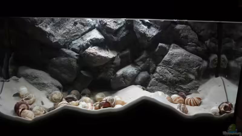 Aquarium Hauptansicht von Kuchimba kibushuti verkauft von Koehler (1)