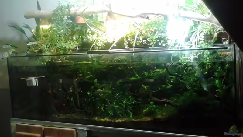 Aquarium Hauptansicht von Kühlwasserbecken von Wasserstern ALK (1)