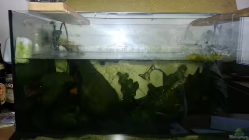 Aquarium Hauptansicht von Kunterbuntes Kampffischbecken von Pascal Quellbrunn (1)