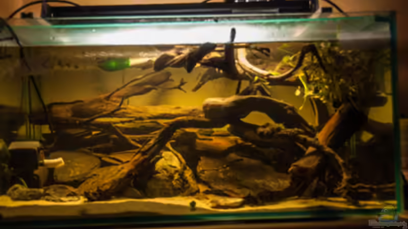 Aquarium Hauptansicht von L 201 von Cichlid Power (1)