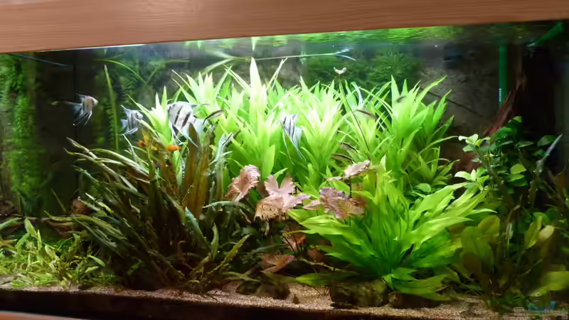 Aquarium Hauptansicht von L-Design Bondo