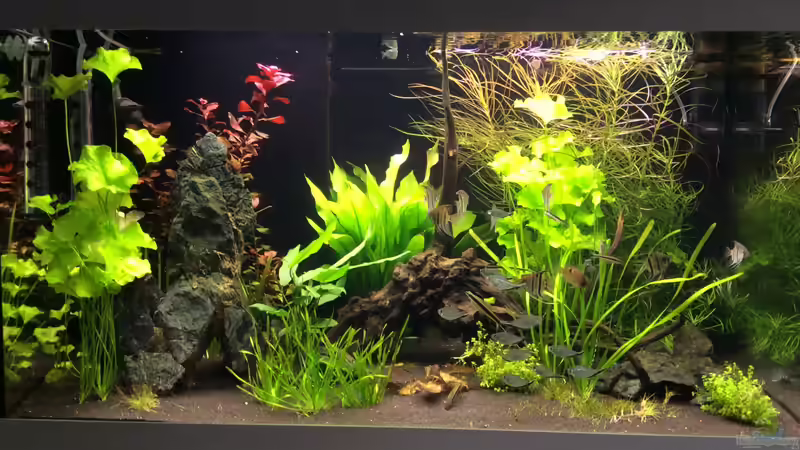 Aquarium Hauptansicht von L46 ...and friends ;-) von Princess Nala (1)
