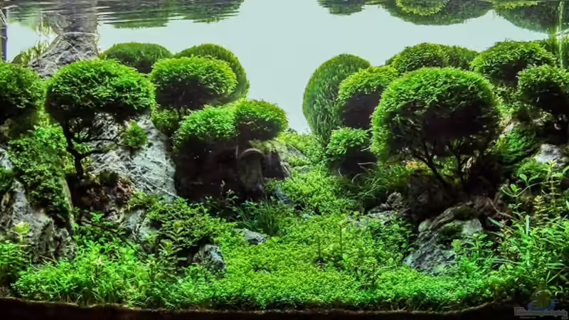 Aquarium Hauptansicht von Lady Liquid von Fredo Fuss (1)