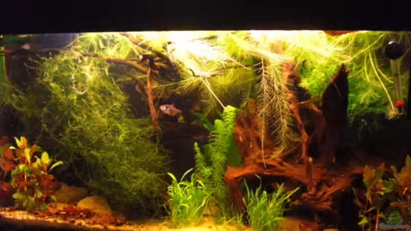 Aquarium Hauptansicht von Laetacara Domizil von Sebastian Ogorek (1)