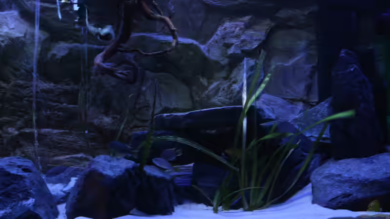 Aquarium Hauptansicht von Lake Malawi 2.0 von skipper1202 (1)