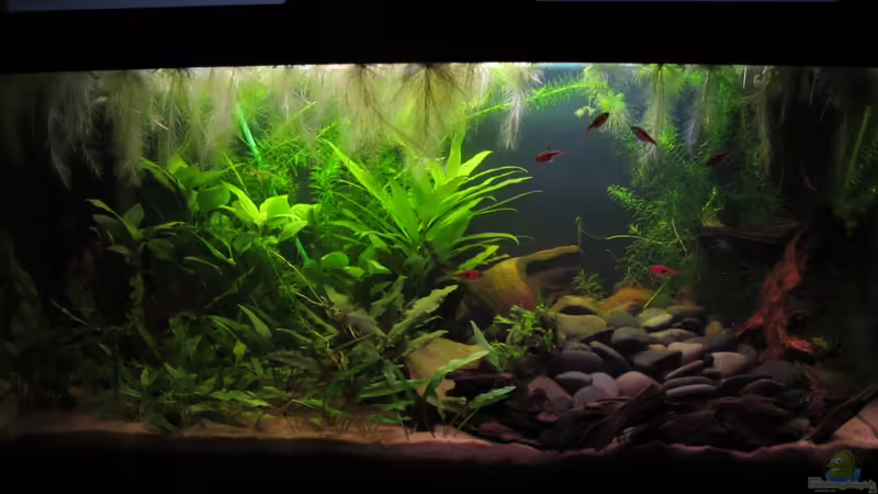 Aquarium Hauptansicht von Land Of The Rising Sun