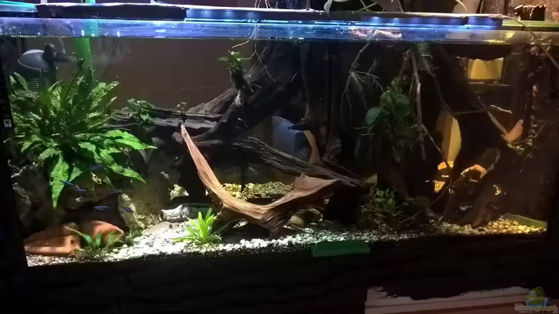 Aquarium Hauptansicht von Lars 300l 1. von Lars 300l 1. (1)