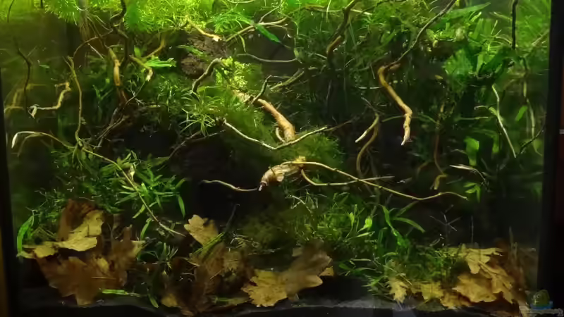 Aquarium Hauptansicht von Lava von paris (1)