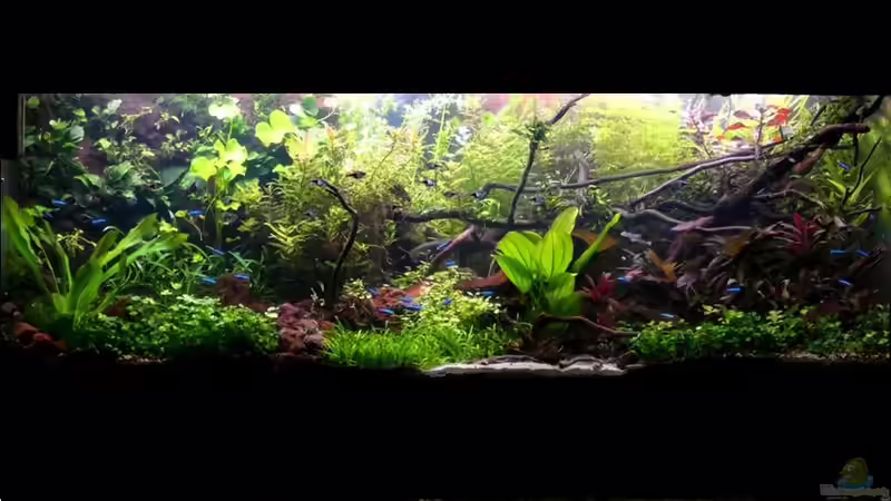 Aquarium Hauptansicht von Lavadschungel von brimar67 (1)