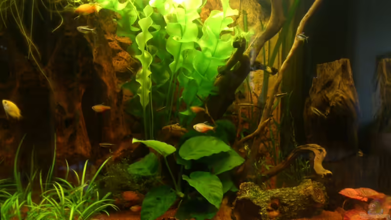 Aquarium Hauptansicht von Lido 120 - nur noch als Beispiel von schroepse (1)