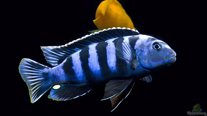 Aquarium Hauptansicht von "Lido 200" - "Saulosi Artenbecken"