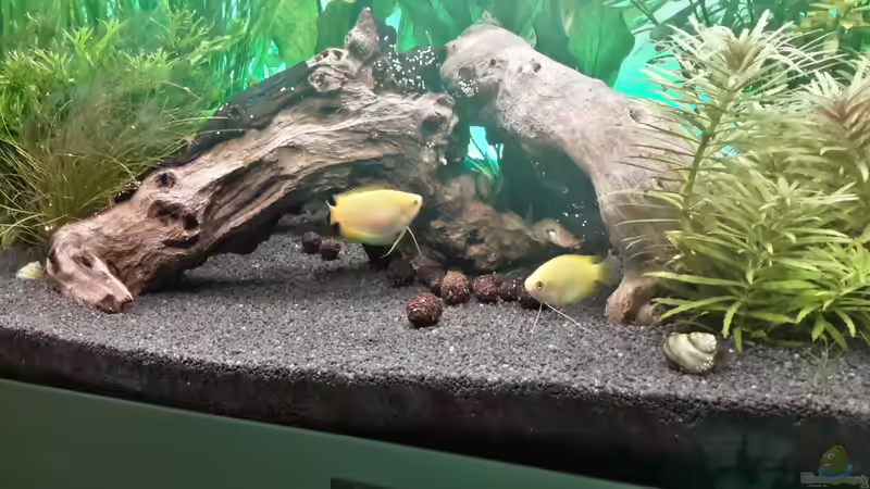 Aquarium Hauptansicht von Lido 200 Gesellschaft von Eric Mattiszik (1)