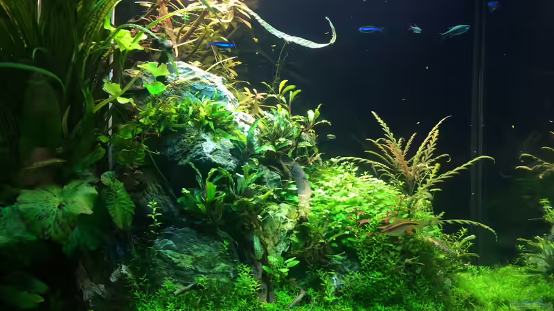 Aquarium Hauptansicht von Lido 200 von frankHH (1)