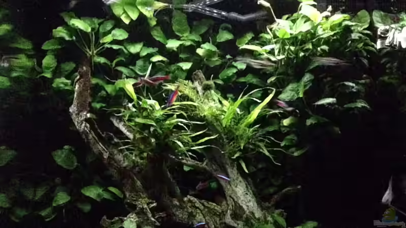 Aquarium Hauptansicht von Lido 200 von K.S. (1)