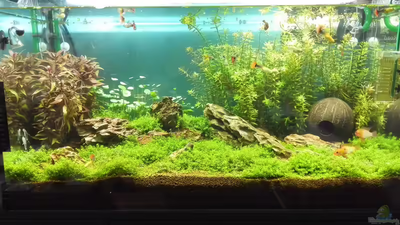 Aquarium Hauptansicht von Life in Green