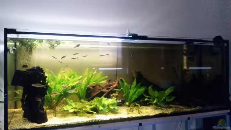 Aquarium Hauptansicht von Links ( Licht fährt gerade hoch bei 100% schaltet sich die rechte Seite hinzu)