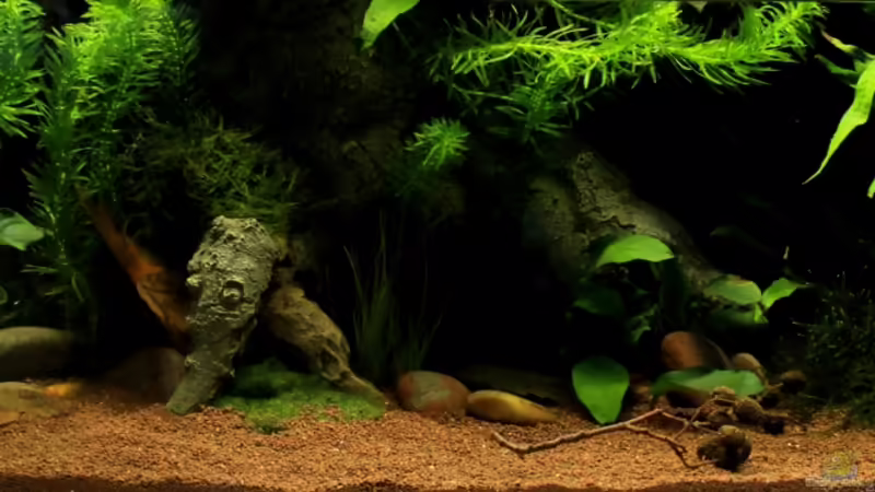 Aquarium Hauptansicht von little dark african