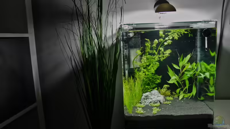 Aquarium Hauptansicht von Little Fire Forest von Vincent73 (1)
