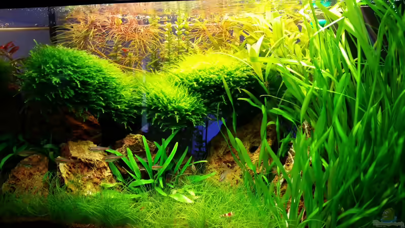 Aquarium Hauptansicht von little green hell