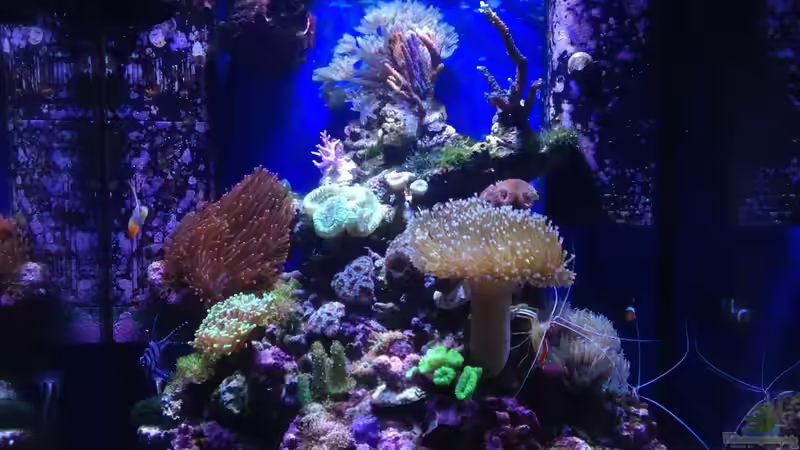 Aquarium Hauptansicht von Little Sea von MW Luca (1)