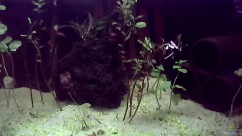 Aquarium Hauptansicht von Little world von Sebastian Zeitler (1)