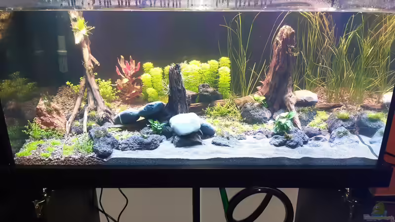 Aquarium Hauptansicht von LittleSalmlerforest von Lopar1986 (1)