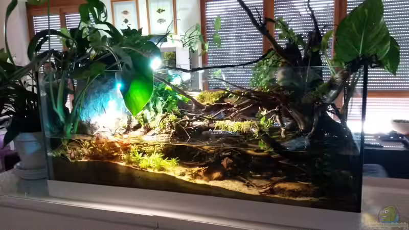 Aquarium Hauptansicht von Low tech Riparium von Markaroni (1)