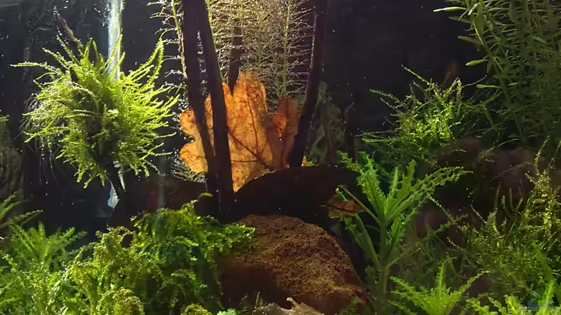 Aquarium Hauptansicht von Märchenwald von Capitan Hook (1)