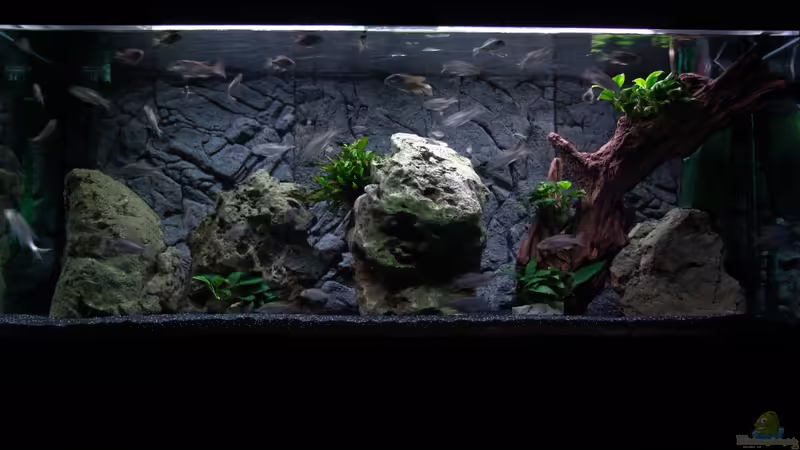 Aquarium Hauptansicht von Malawi 1