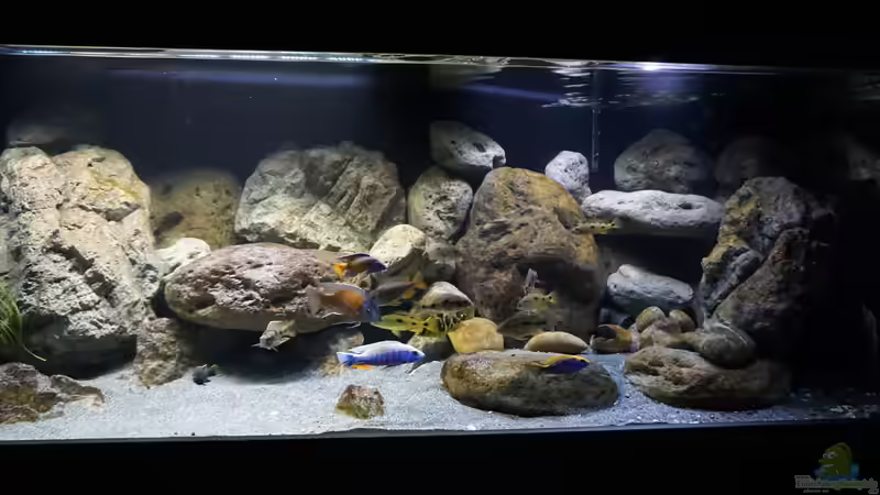 Aquarium Hauptansicht von Malawi 2 von andreas32 (1)