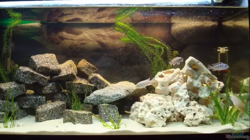 Aquarium Hauptansicht von MALAWI 250 l von Marc Müller (1)